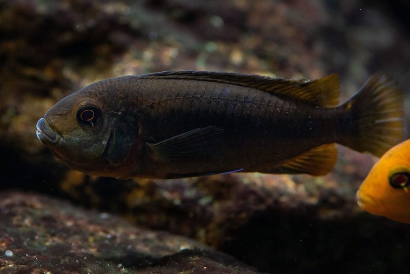 Pseudotropheus sp. 'polit' Lion's Cove